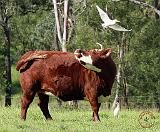 The Cow and the Great Egret 9Y527D-008